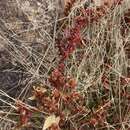 Image of New Mexico copperleaf