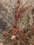 Imagem de Acalypha neomexicana Müll. Arg.