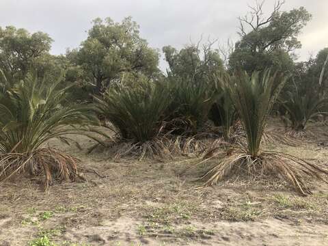 Image of Macrozamia fraseri Miq.