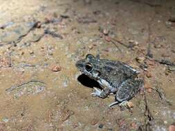 Plancia ëd Litoria inermis (Peters 1867)