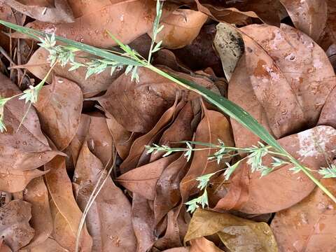 Image of Mauritian grass