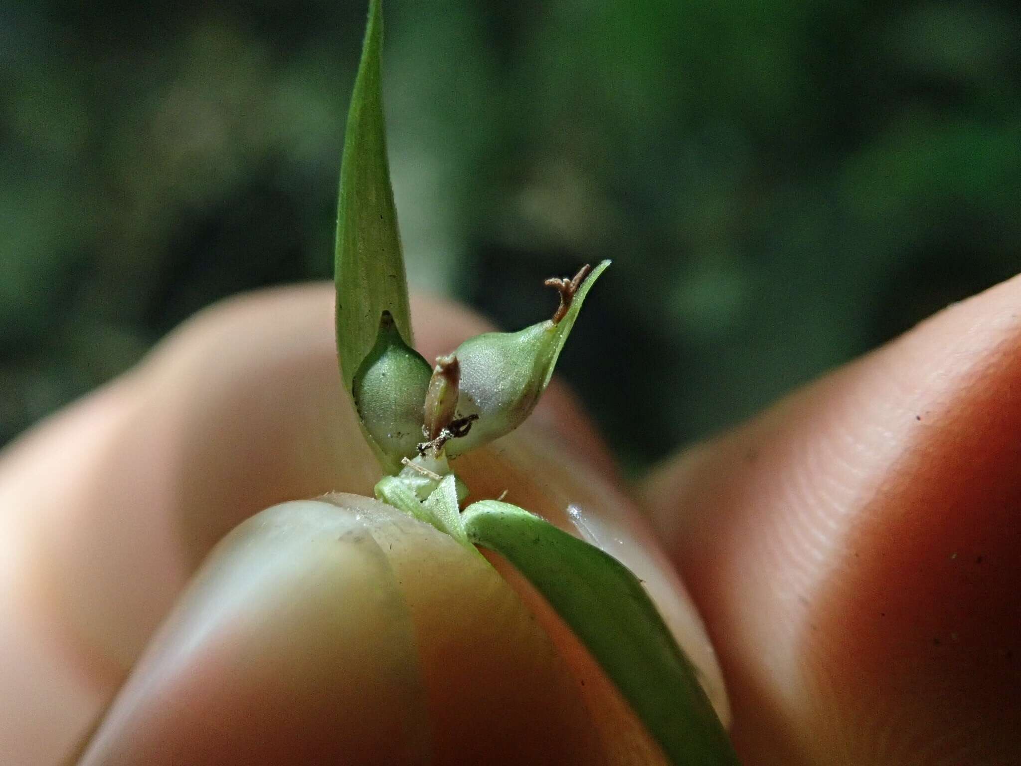 Image of Rocky Mountain sedge