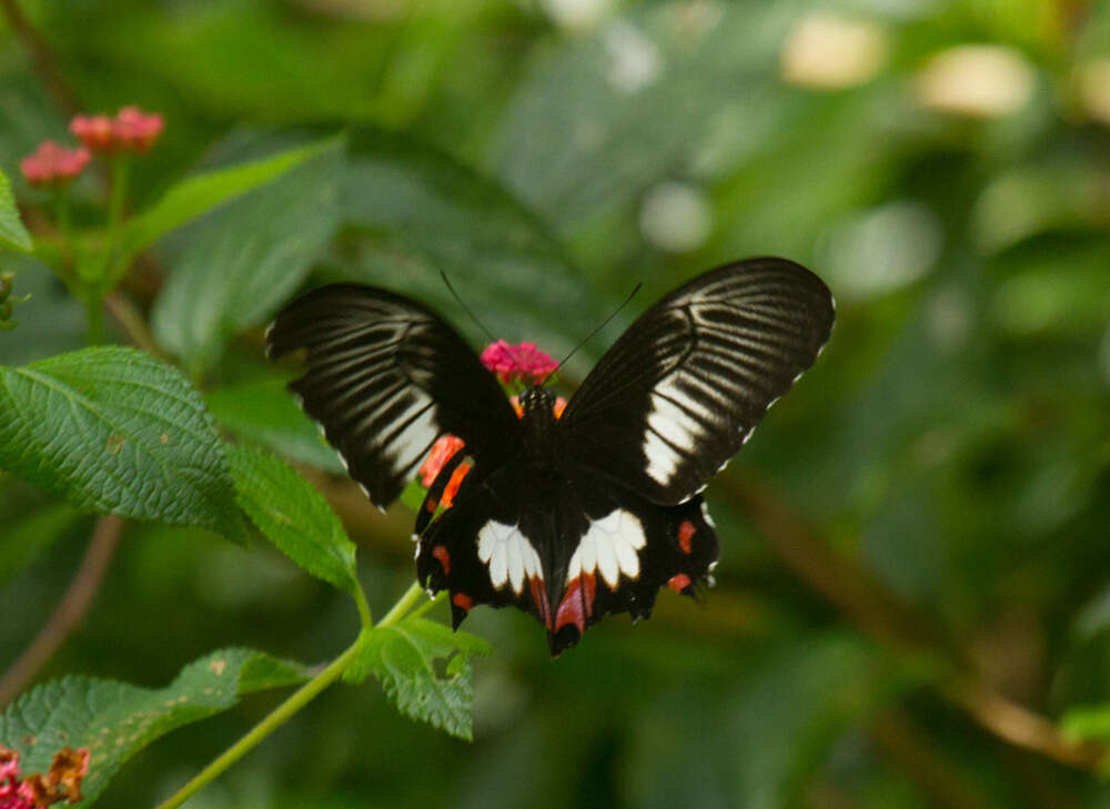 Image of Papilio ambrax Boisduval 1832