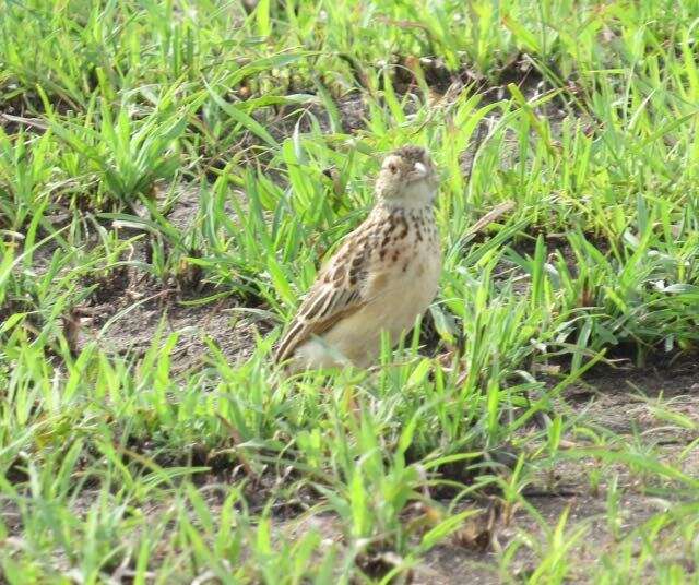 Image of Rufous-naped Lark