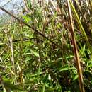 Image of New Zealand swamp nettle