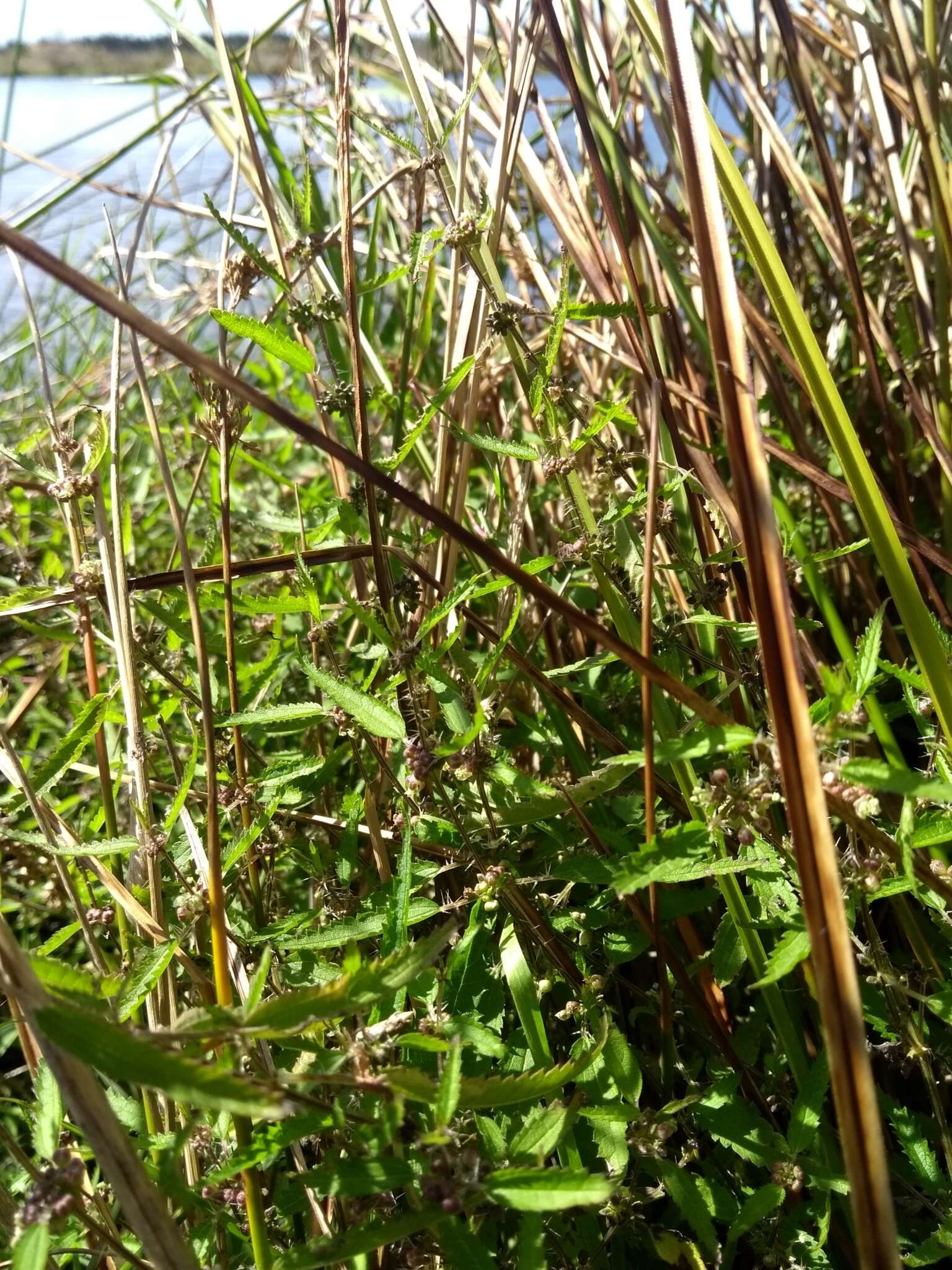 Image of Urtica perconfusa Grosse-Veldm. & Weigend