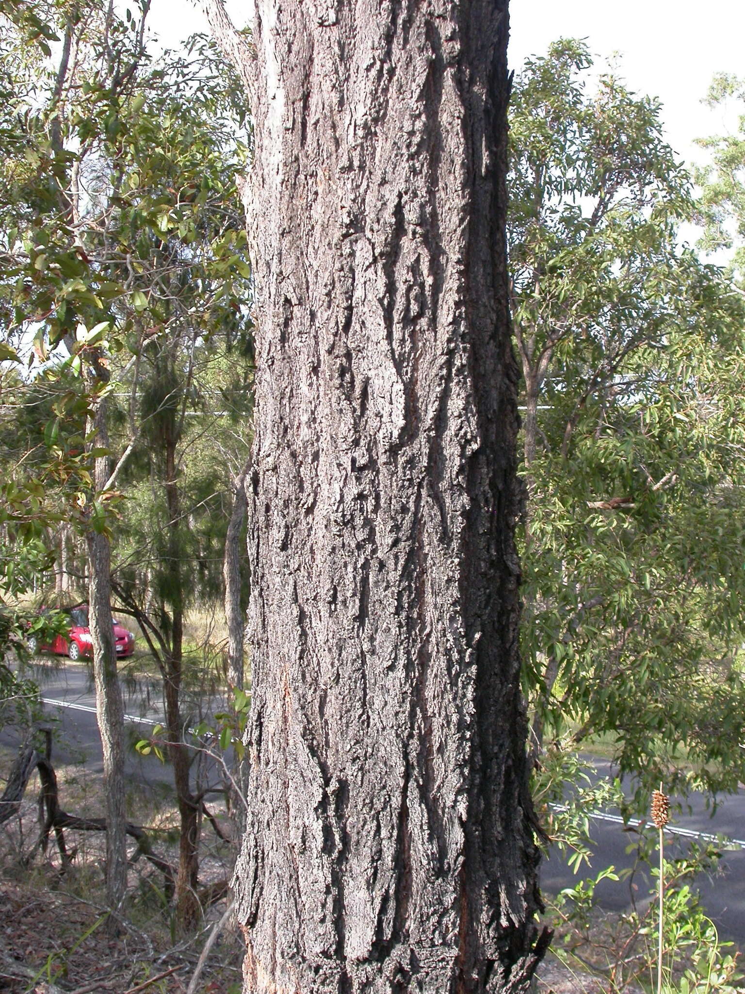 Image of northern gray ironbark