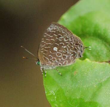 Image of Arhopala ammon (Hewitson 1862)