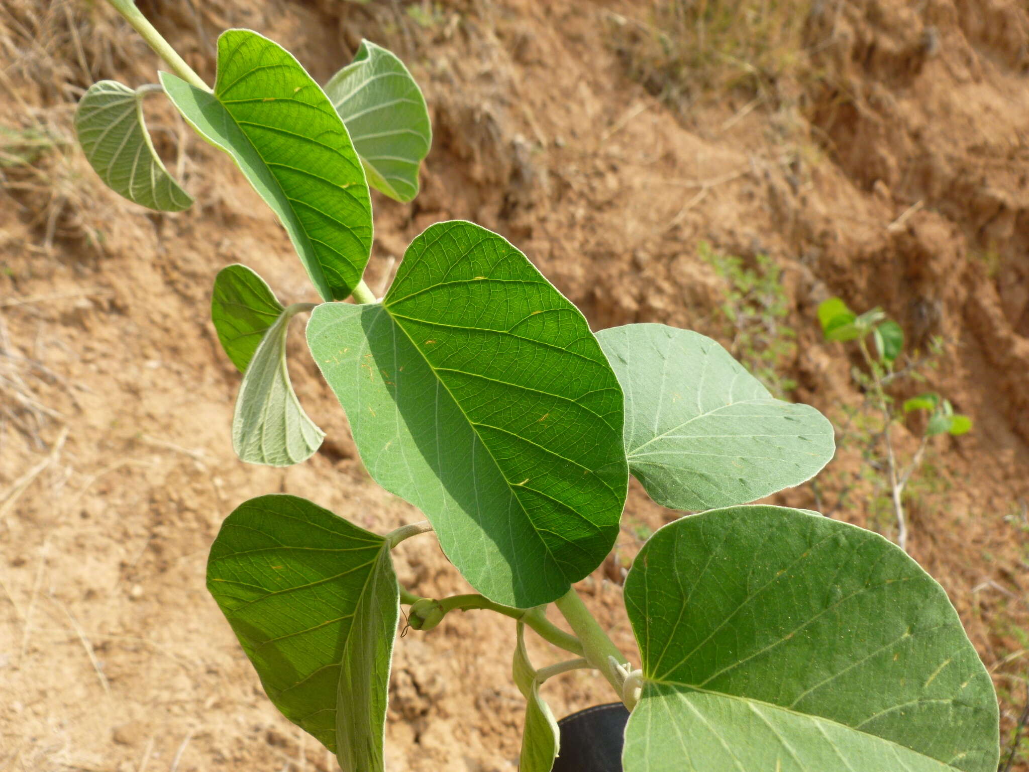 Слика од Ipomoea carnea Jacq.