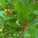 Image of Turtle Ant-mimicking Crab Spider