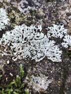 Image of rosette lichen