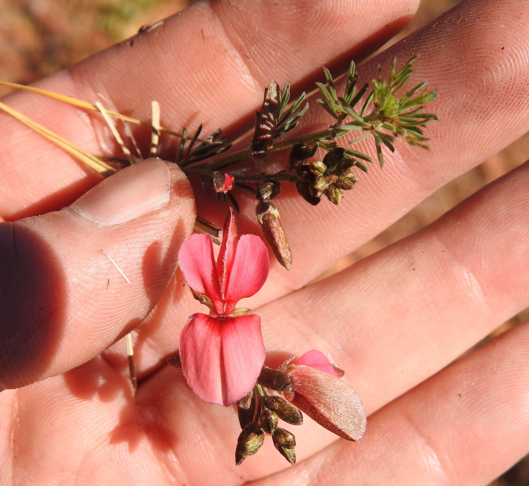 Indigofera hedyantha Eckl. & Zeyh.的圖片