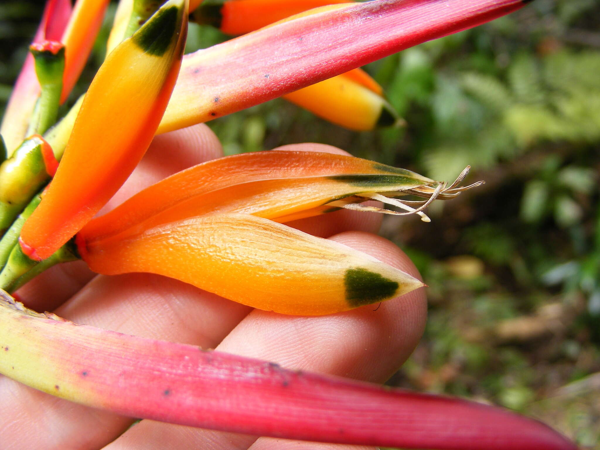 Image of Heliconia hirsuta L. fil.