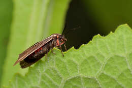 Virbia polyphron resmi