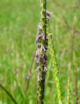 Image of black-grass