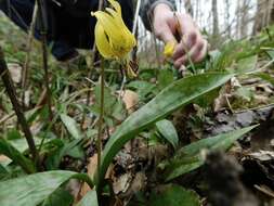 Image of dimpled troutlily