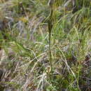 صورة Carex aquatilis var. minor Boott