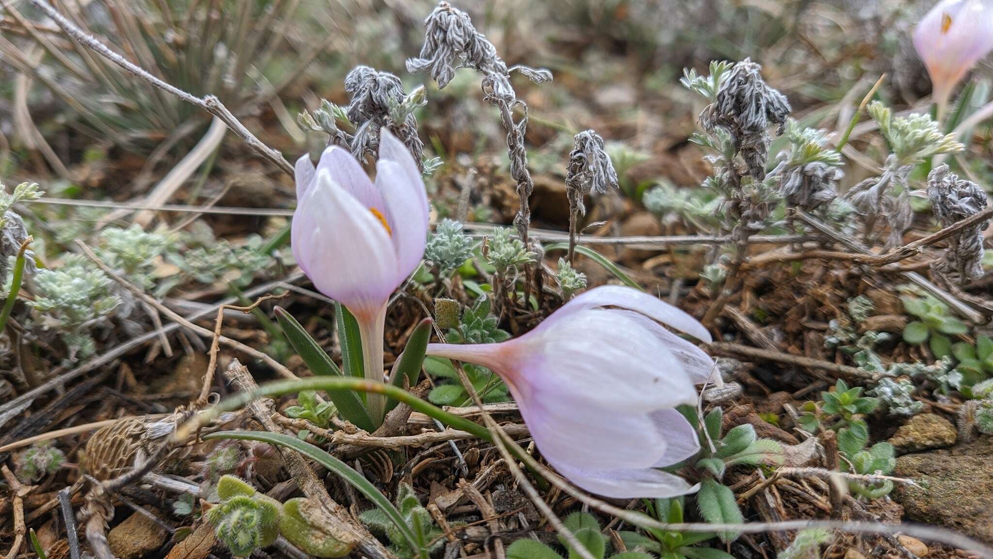 Image de Colchicum triphyllum Kunze