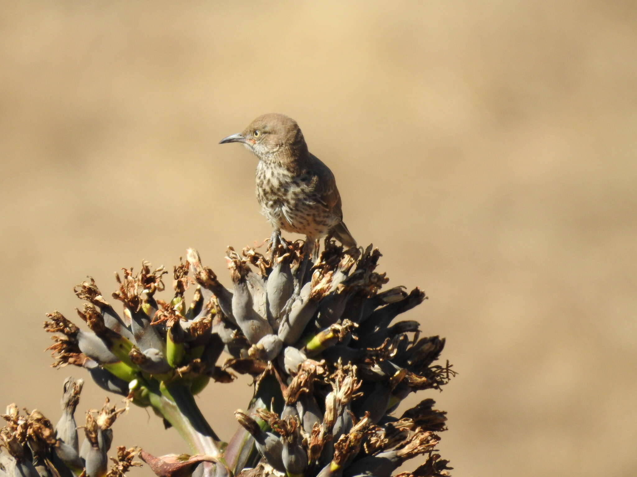 صورة Toxostoma cinereum (Xántus 1860)