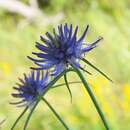 صورة Phyteuma scheuchzeri subsp. columnae (E. Thomas) Bech.