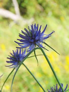 صورة Phyteuma scheuchzeri subsp. columnae (E. Thomas) Bech.