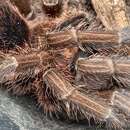 Image of Red Island Birdeater Tarantula