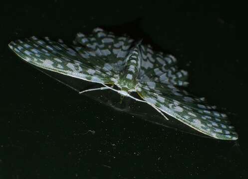 Image of Berta chrysolineata Walker 1863