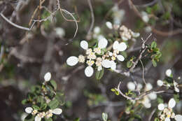 صورة Spyridium phlebophyllum (F. Müll.) F. Müll.