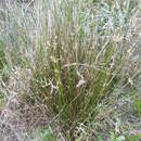 Image of Juncus gregiflorus L. A. S. Johnson