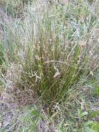 Image of Juncus gregiflorus L. A. S. Johnson