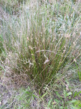 Слика од Juncus gregiflorus L. A. S. Johnson