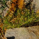Image of Chrysocoma sparsifolia Hutch.