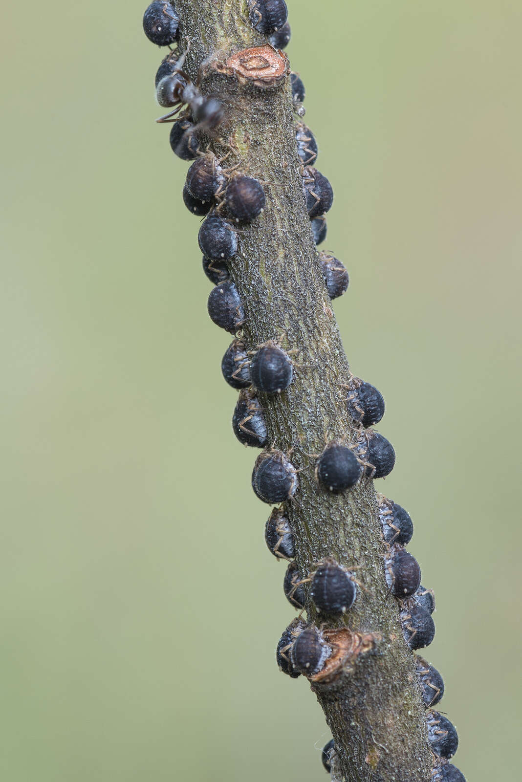 Слика од Pterocomma salicis (Linnaeus 1758)