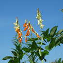 Imagem de Lathyrus gmelinii Fritsch