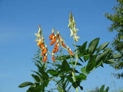 Lathyrus gmelinii Fritsch resmi