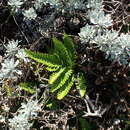 Image of Pteris minor (Hieron.) Y. S. Chao