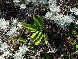 Image of Pteris minor (Hieron.) Y. S. Chao