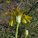 Image of Gelasia ensifolia