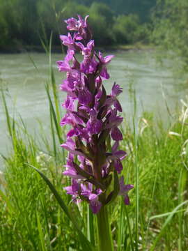 Image de Dactylorhiza salina (Turcz. ex Lindl.) Soó