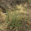 Image of Crassula tetragona subsp. lignescens Tölken