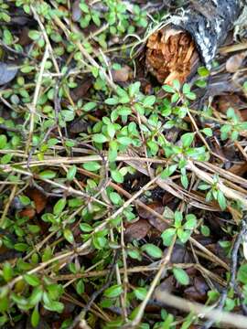 Image of Coprosma depressa Colenso ex Hook. fil.