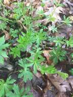 Image of fragrant bedstraw