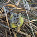 Imagem de Passiflora pentaschista