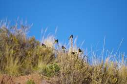 Image of Black Siskin