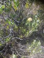 Image of Leucospermum truncatum (Buek ex Meissn.) Rourke