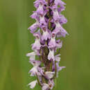 Imagem de Dactylorhiza grandis (Druce) P. F. Hunt