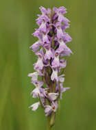 Imagem de Dactylorhiza grandis (Druce) P. F. Hunt