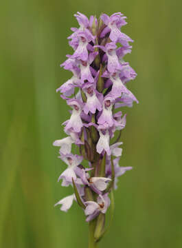 Image de Dactylorhiza grandis (Druce) P. F. Hunt