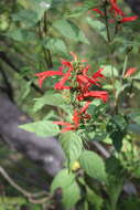 Image of Arizona water-willow