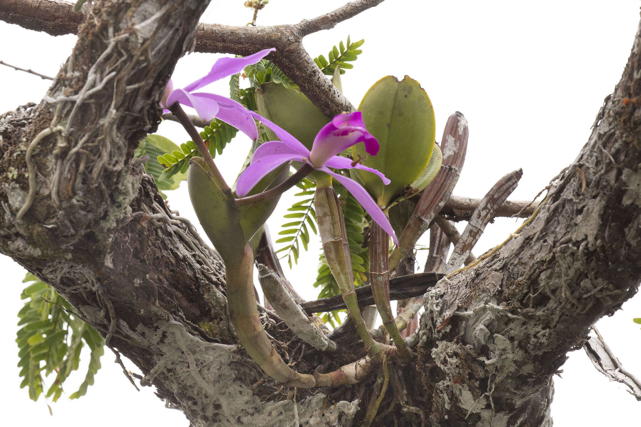 Image of Violet Cattleya